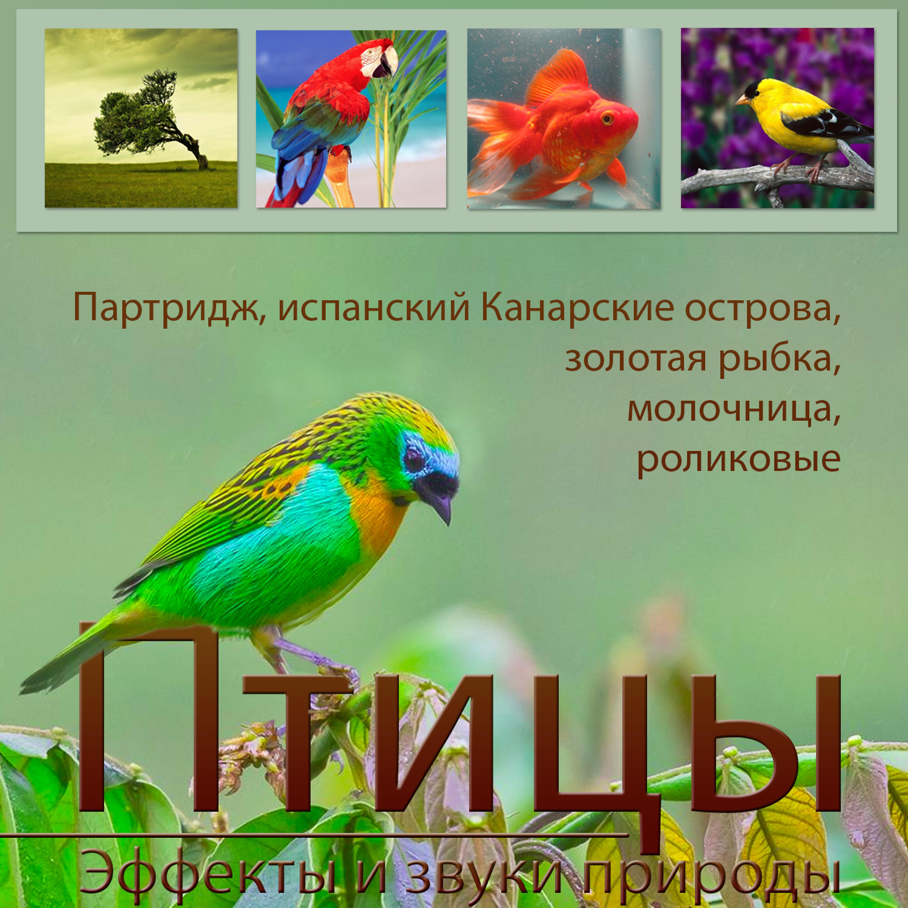 Постер альбома Птицы Эффекты и звуки природы
