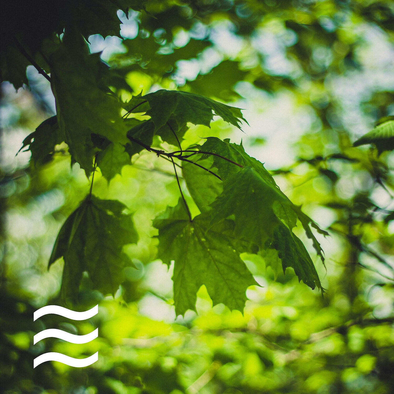Foresty Natural Noises Sounds for Relax - Ambient of Shushing Arbor