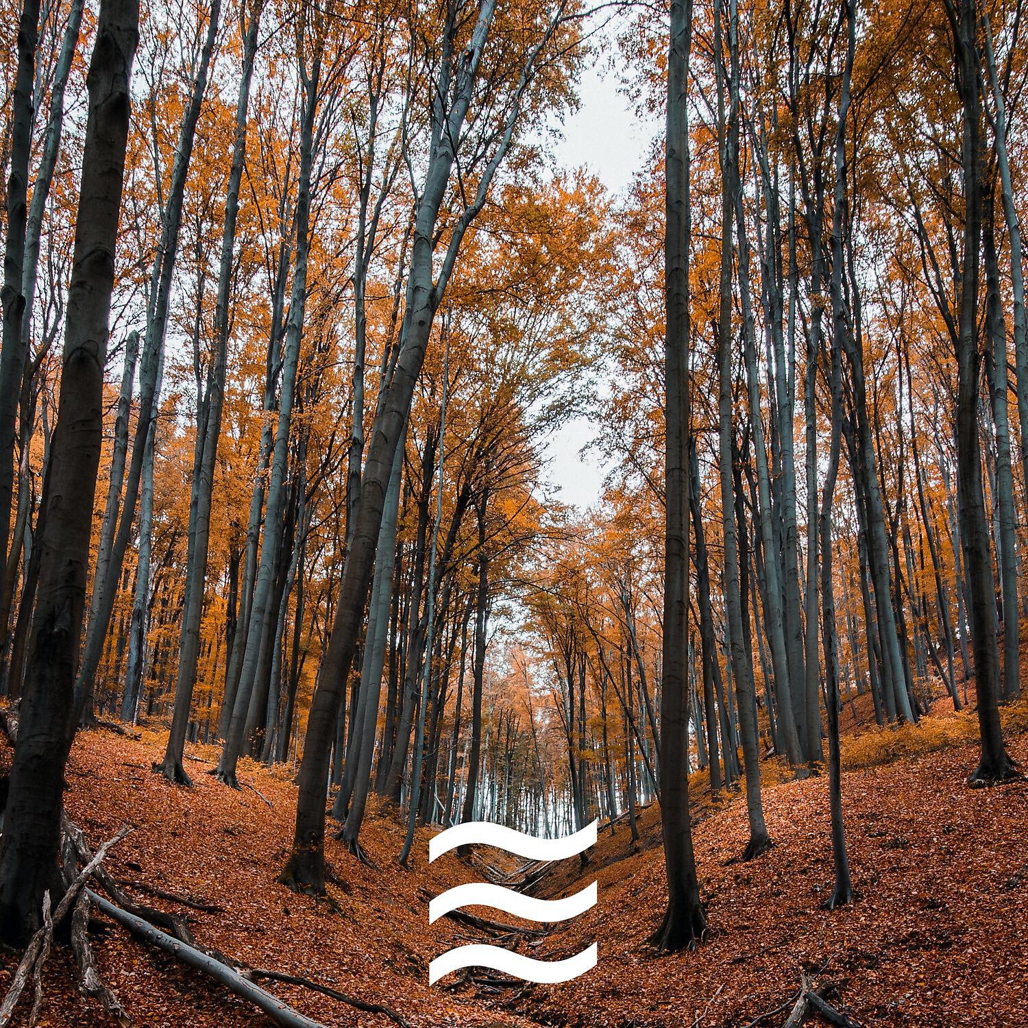 Foresty Natural Noises Sounds for Relax - Noises of Arbors Forest