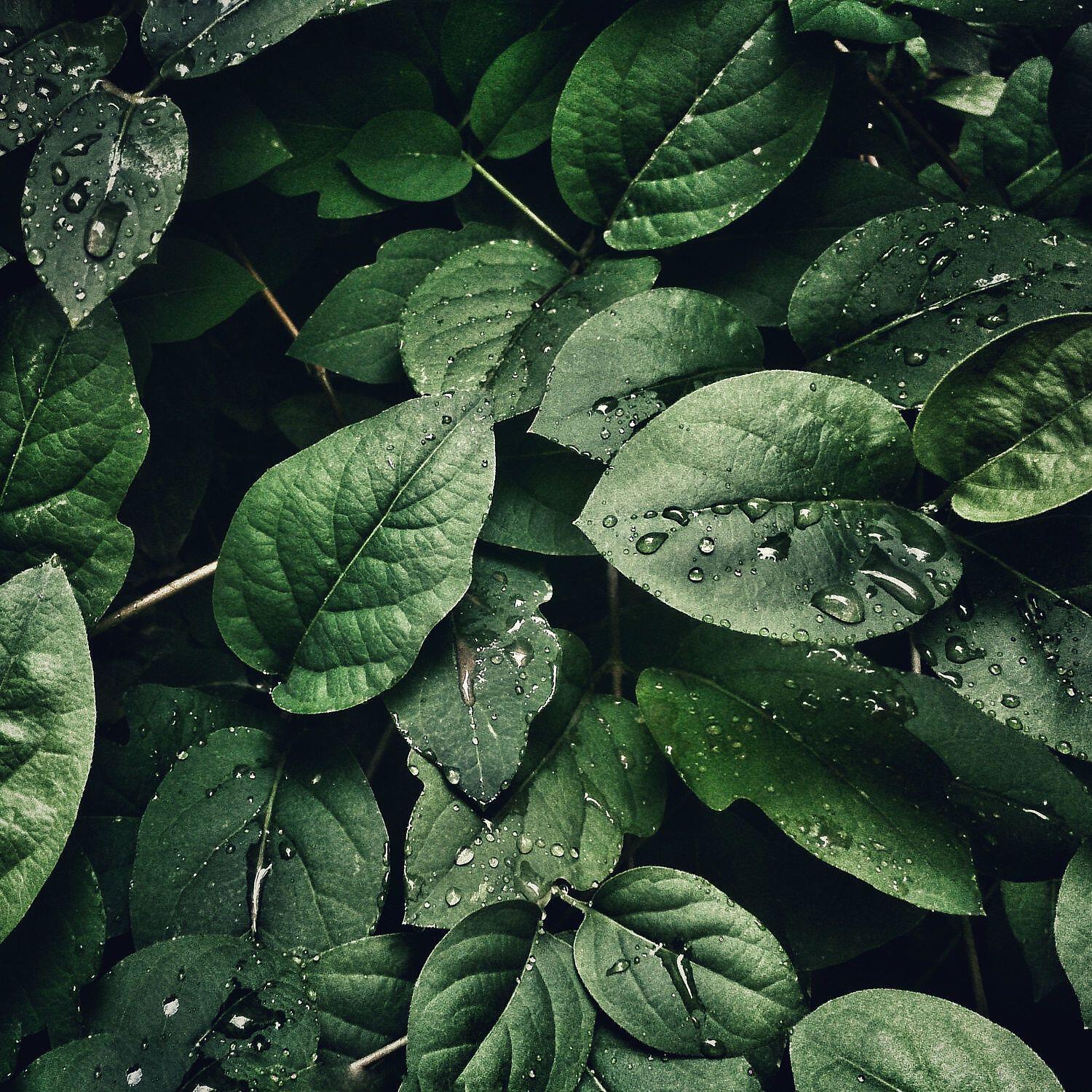 Insomnia cure rainfall noises - Rainfall soft noise for kids to sleep