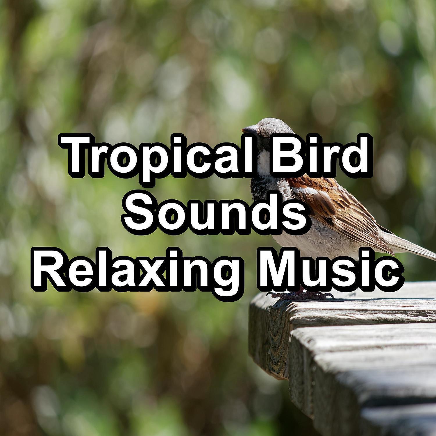 Nature - Ambient Nature Sounds ASMR Instant Relaxing To Loop for 8 Hours