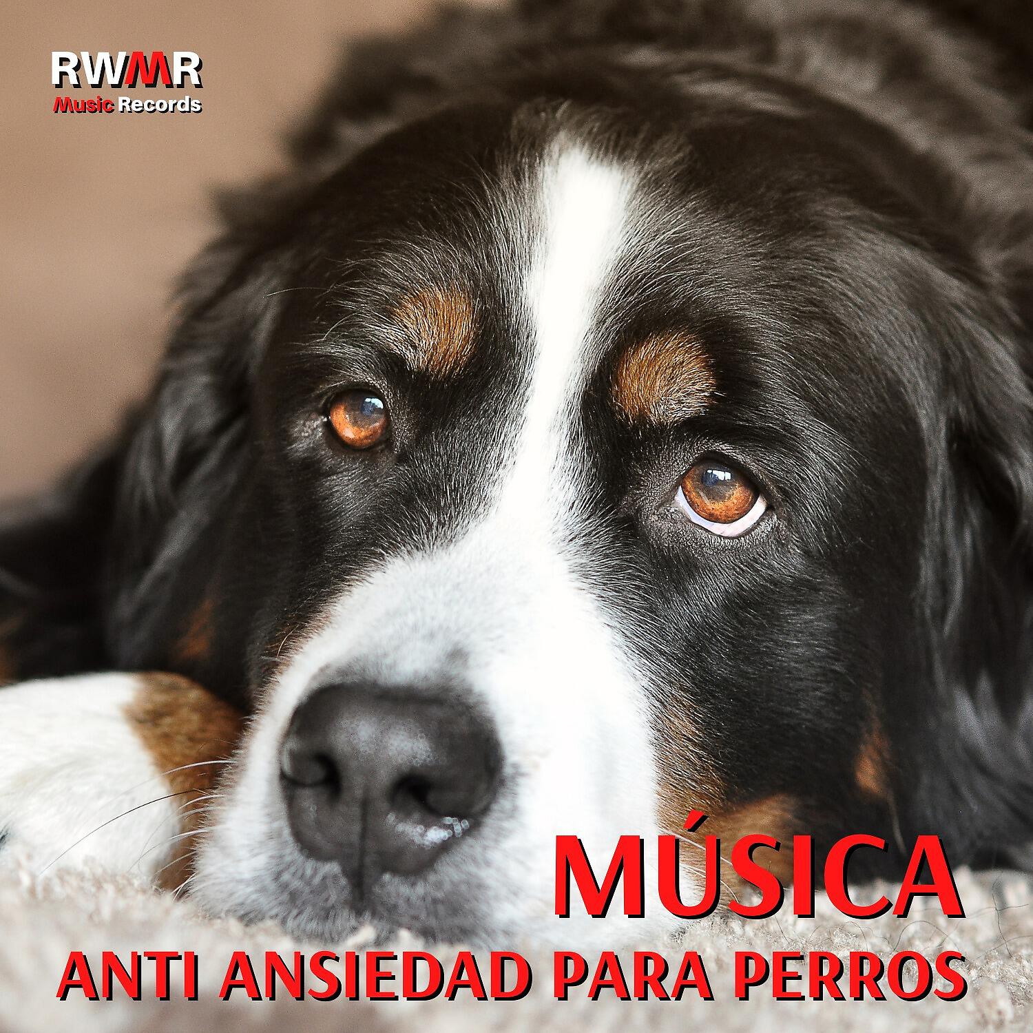 RW Tiempo para la calma - Pata de perro