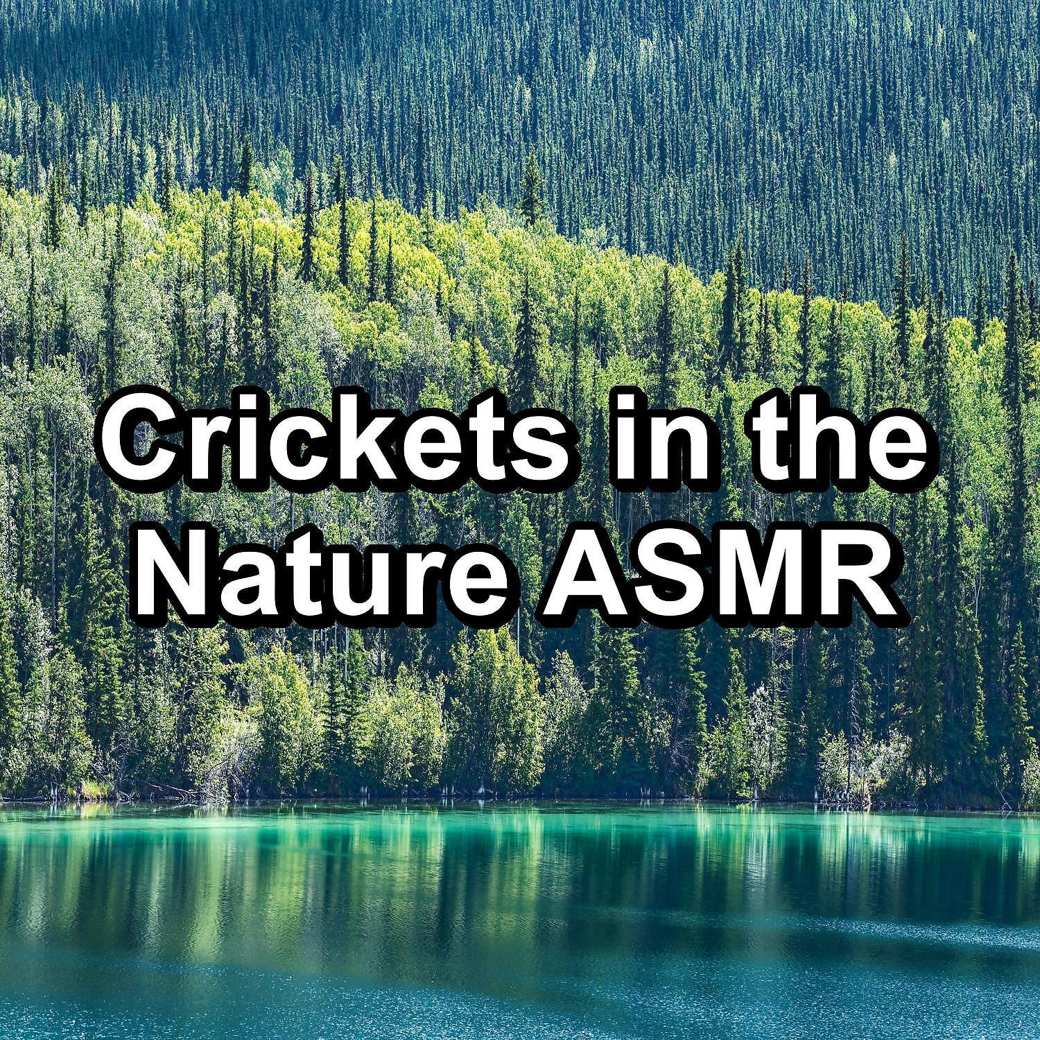 Постер альбома Crickets in the Nature ASMR