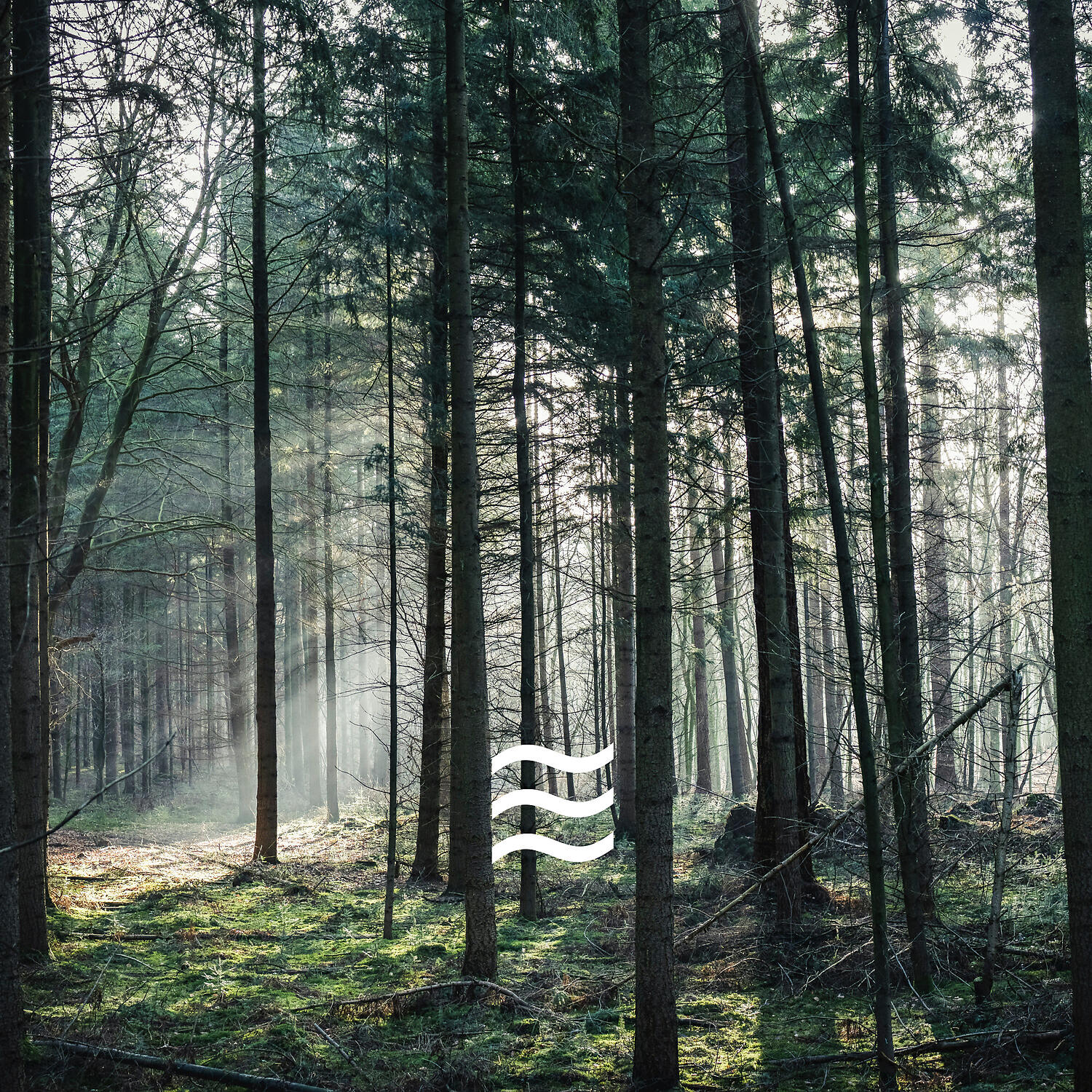 Calmful White Noise and Forest Sounds - Enjoyful Soft Noise with Calm Forest