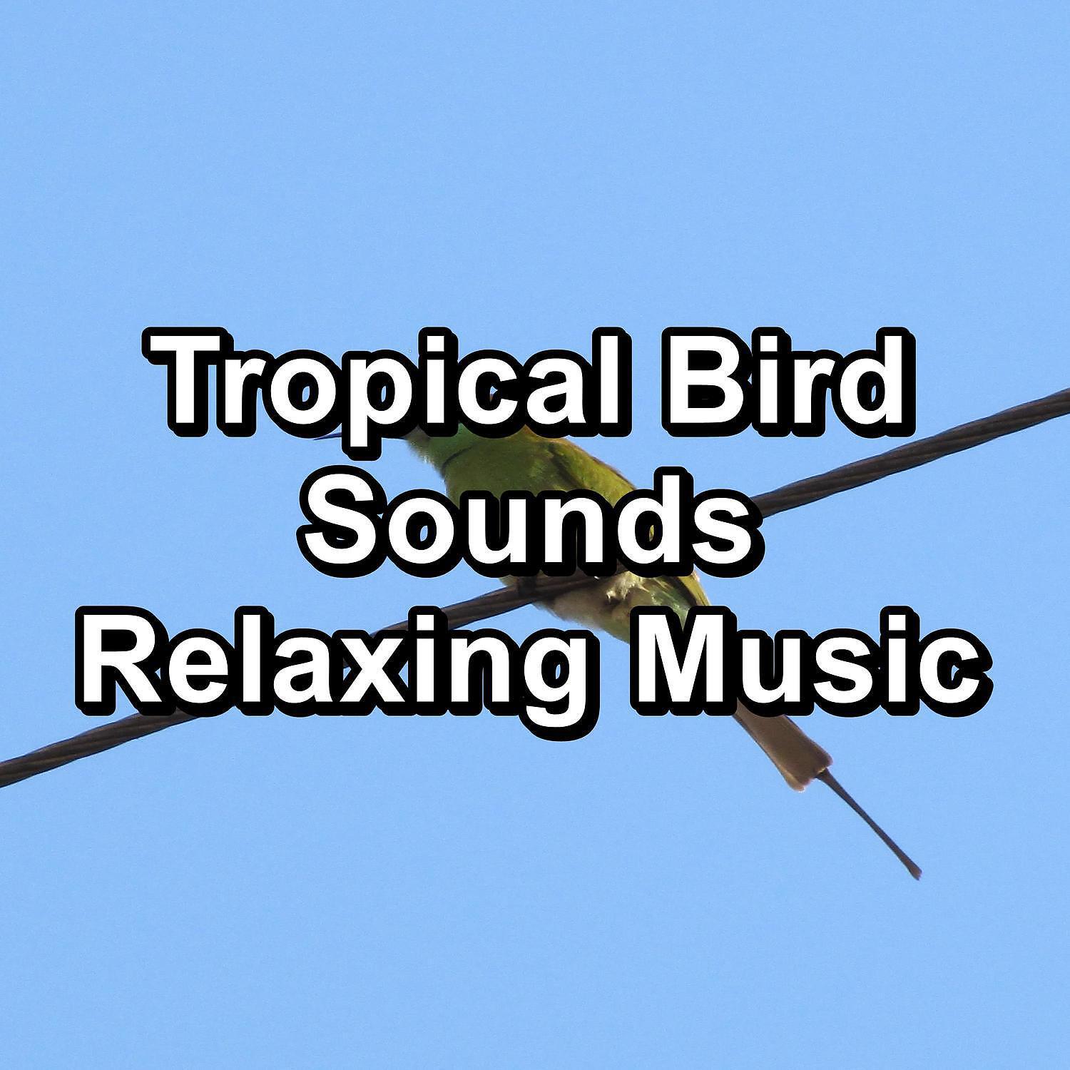 Baby Sleep - Dreamy Bird Sounds ASMR Instant Relaxing Best Loopable Sound