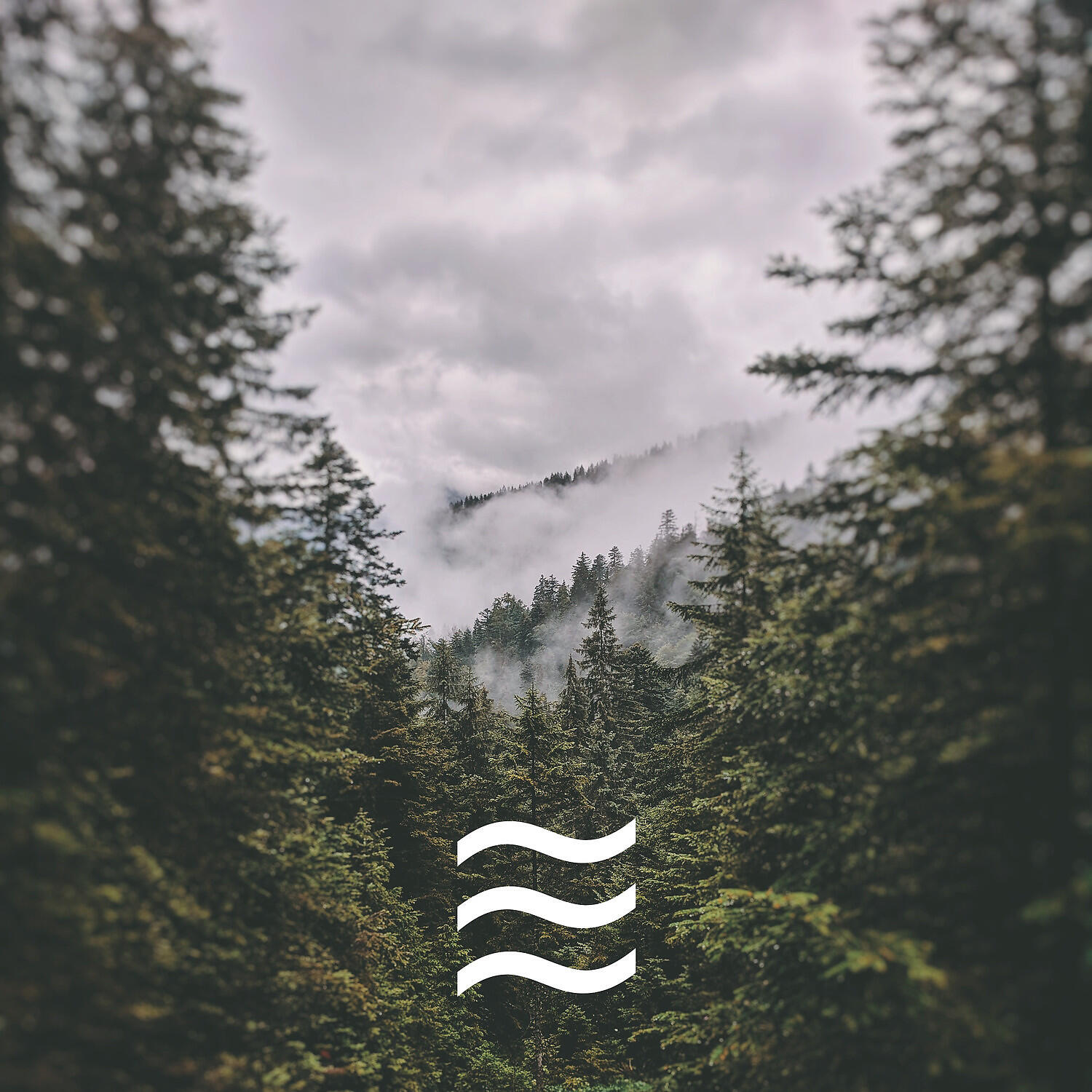 Calmful Soft Forest Noises with Birds - Soft Still Forest Noises for Rest and Relax