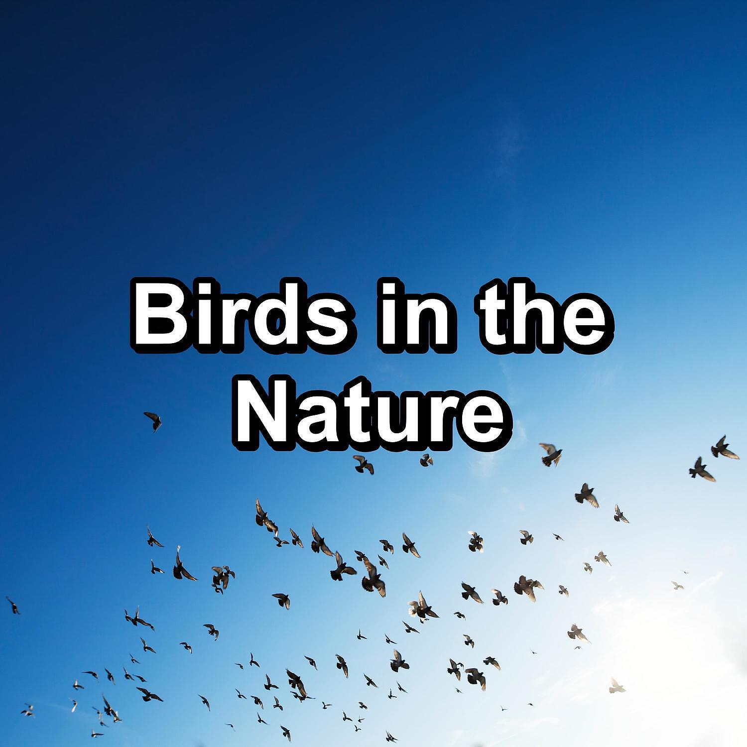 Nature - Ambient Nature Sounds ASMR Instant Relaxing To Loop for 8 Hours