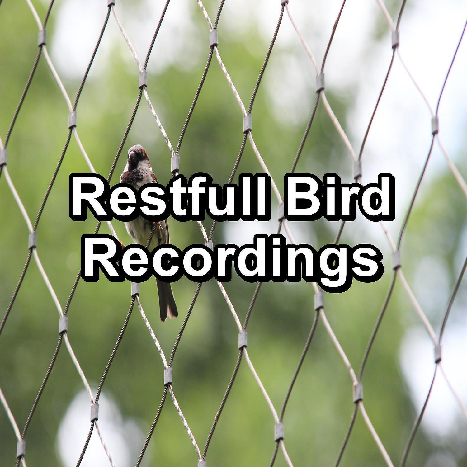 Sleep - Relaxing Bird Sounds Instant Deep Sleep To Loop for 8 Hours