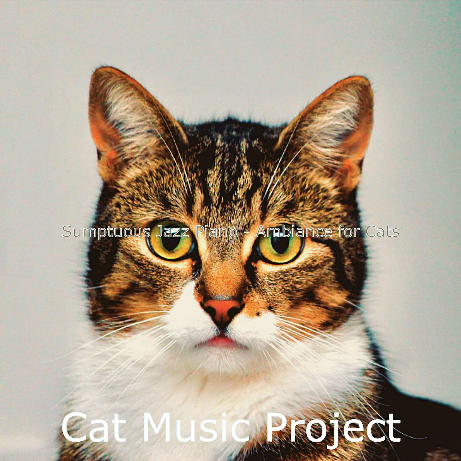 Cat Music Project - Piano Jazz Soundtrack for Relaxing Your Cat