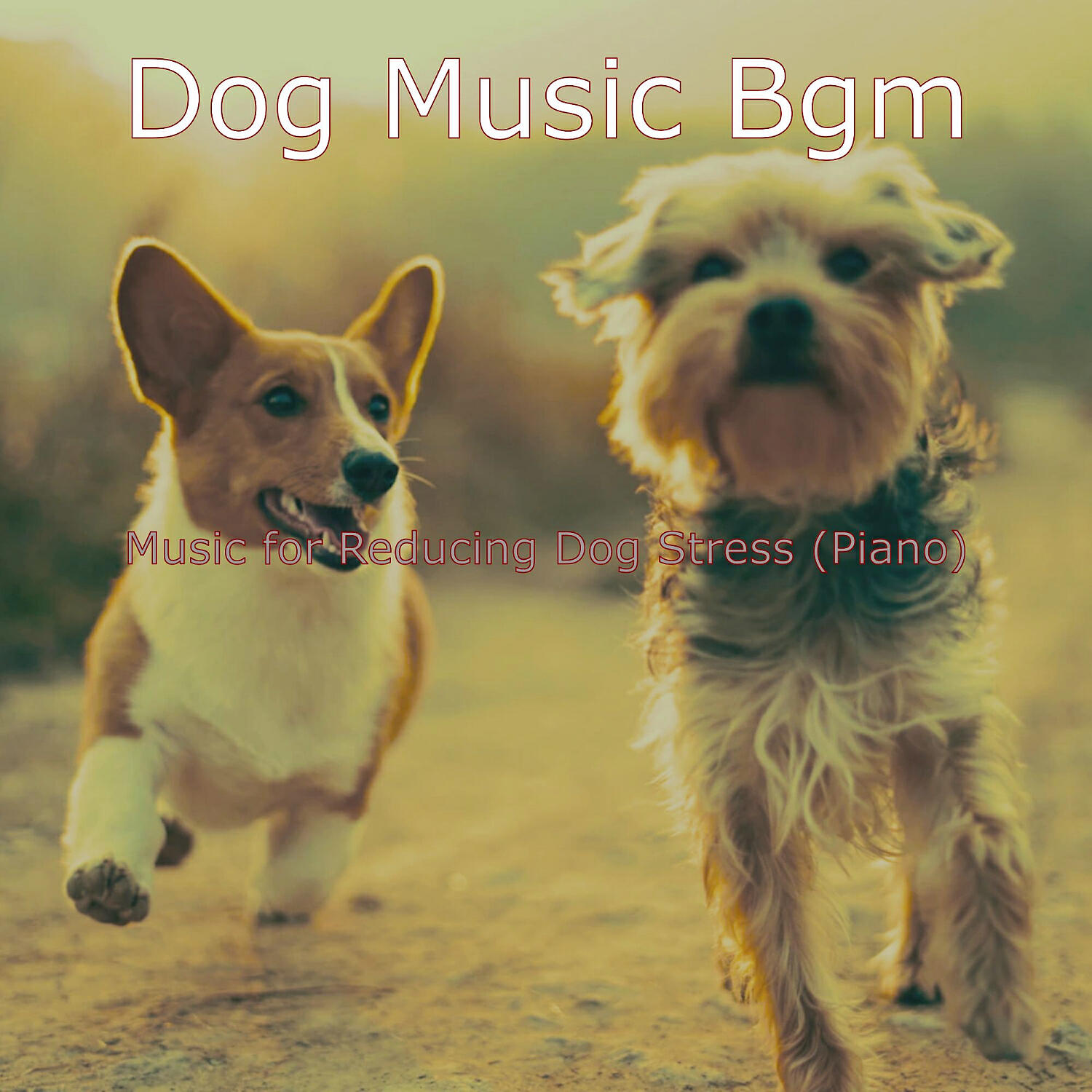 Dog Music Bgm - Piano Jazz Soundtrack for Reducing Dog Stress