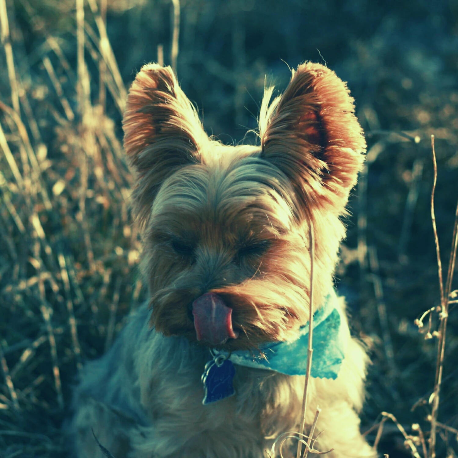 Dog Music Rhythms - Number One Solo Piano Jazz - Vibe for Reducing Dog Stress
