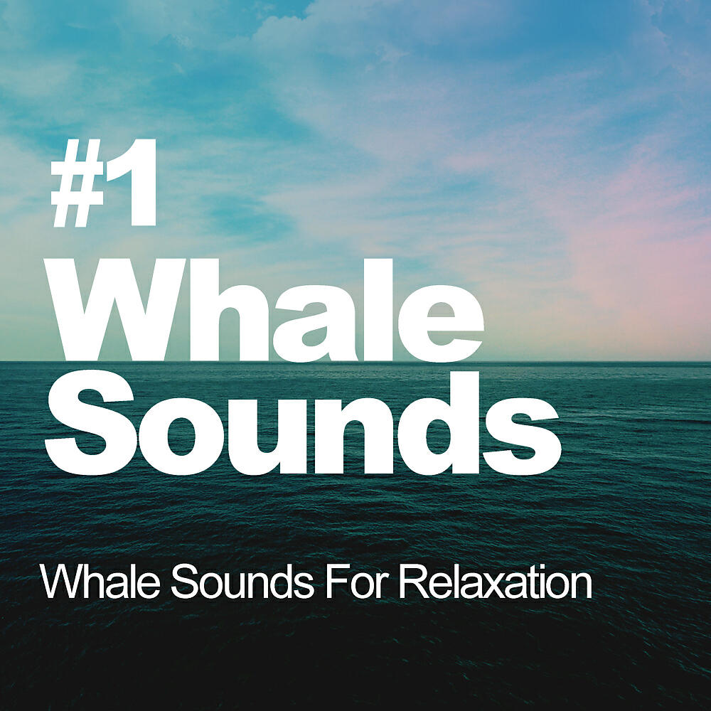 Whale Sounds For Relaxation - Ambient Sleep