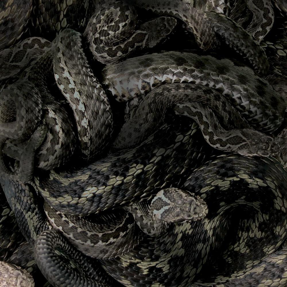 Moanhand - Serpent Soul (A Tale of Angels' Slaughter)