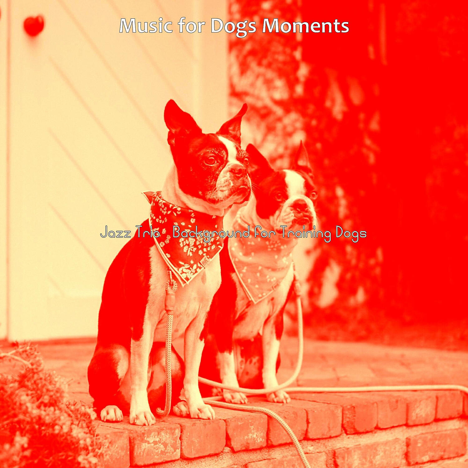 Music for Dogs Moments - Vivacious Backdrops for Sleeping Dogs