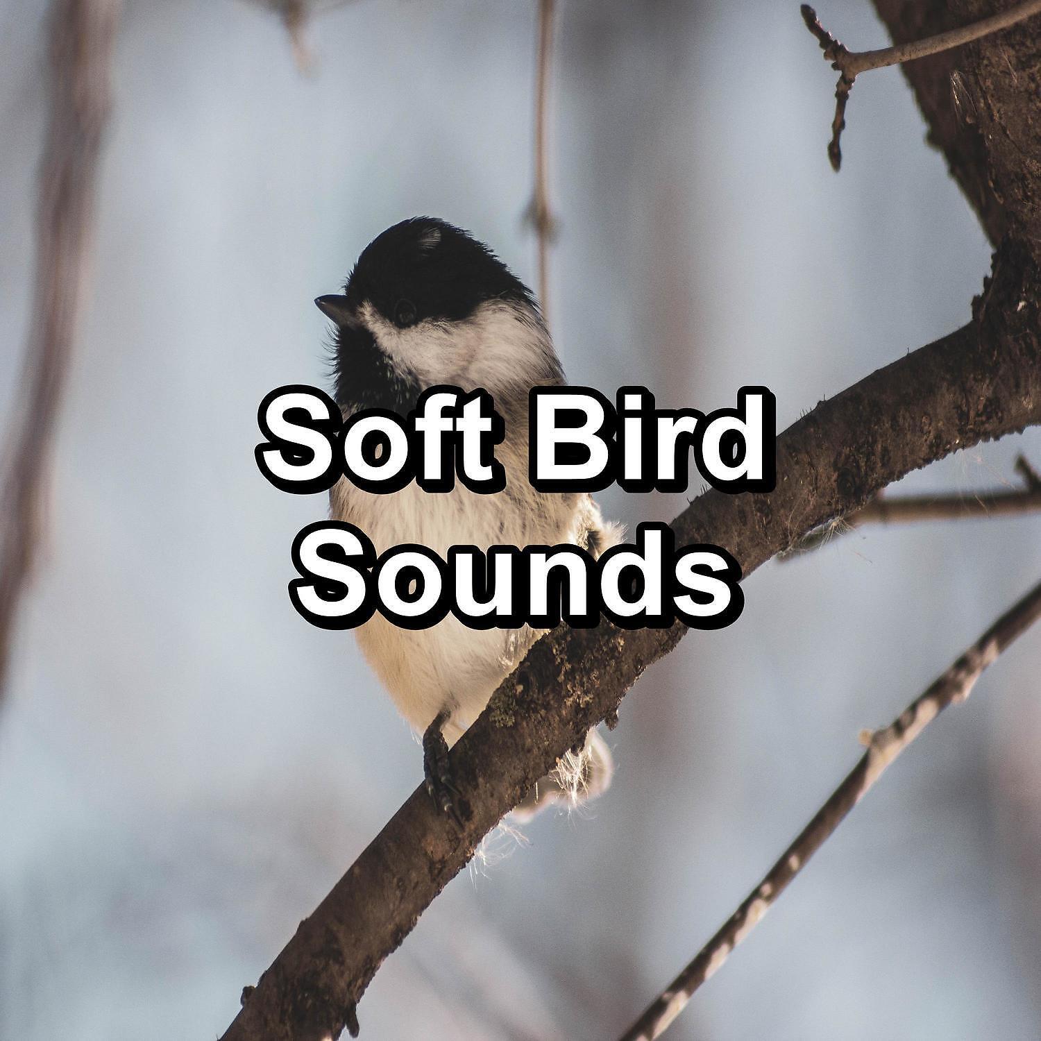 Yoga - Bird Sounds Natural Sounds To Loop as Long as you Need