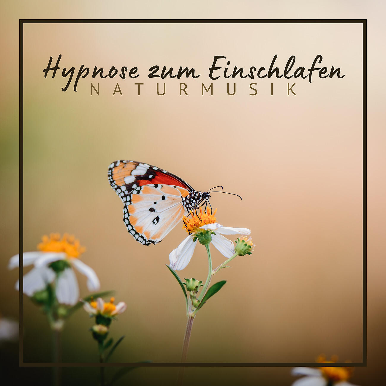 Schlaflosigkeit Instrumentalmusik Akademie - Ruhige Gespräche der Bäume