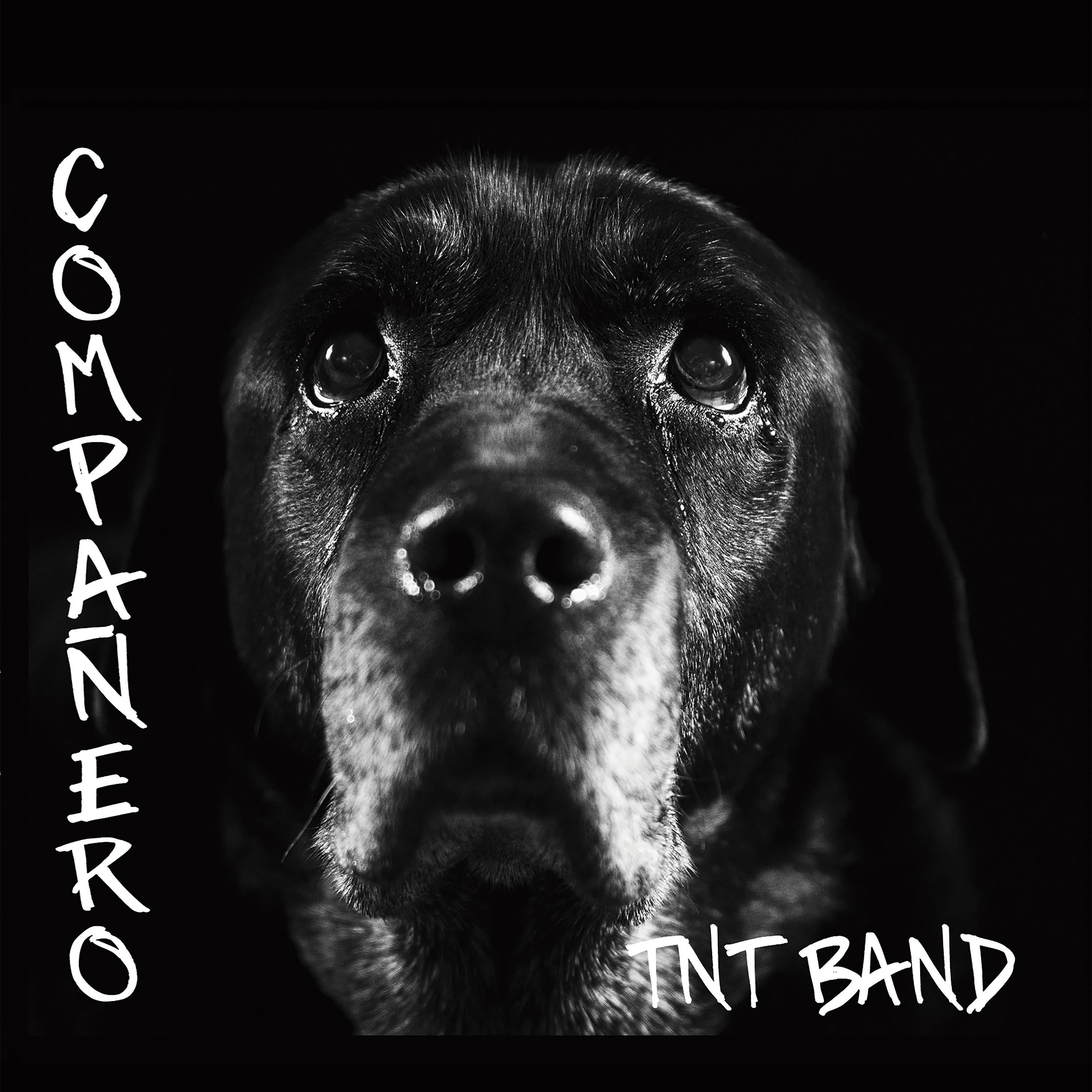 Постер альбома Compañero