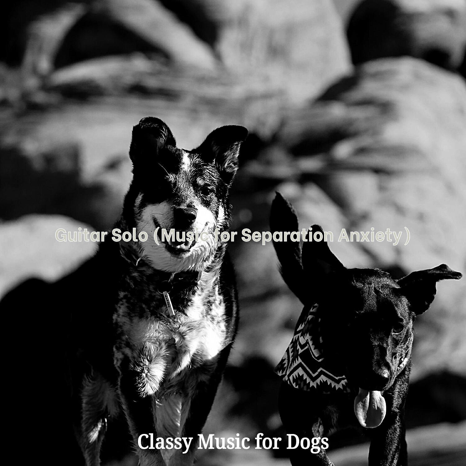 Classy Music for Dogs - Mind-blowing Music for Lonely Dogs