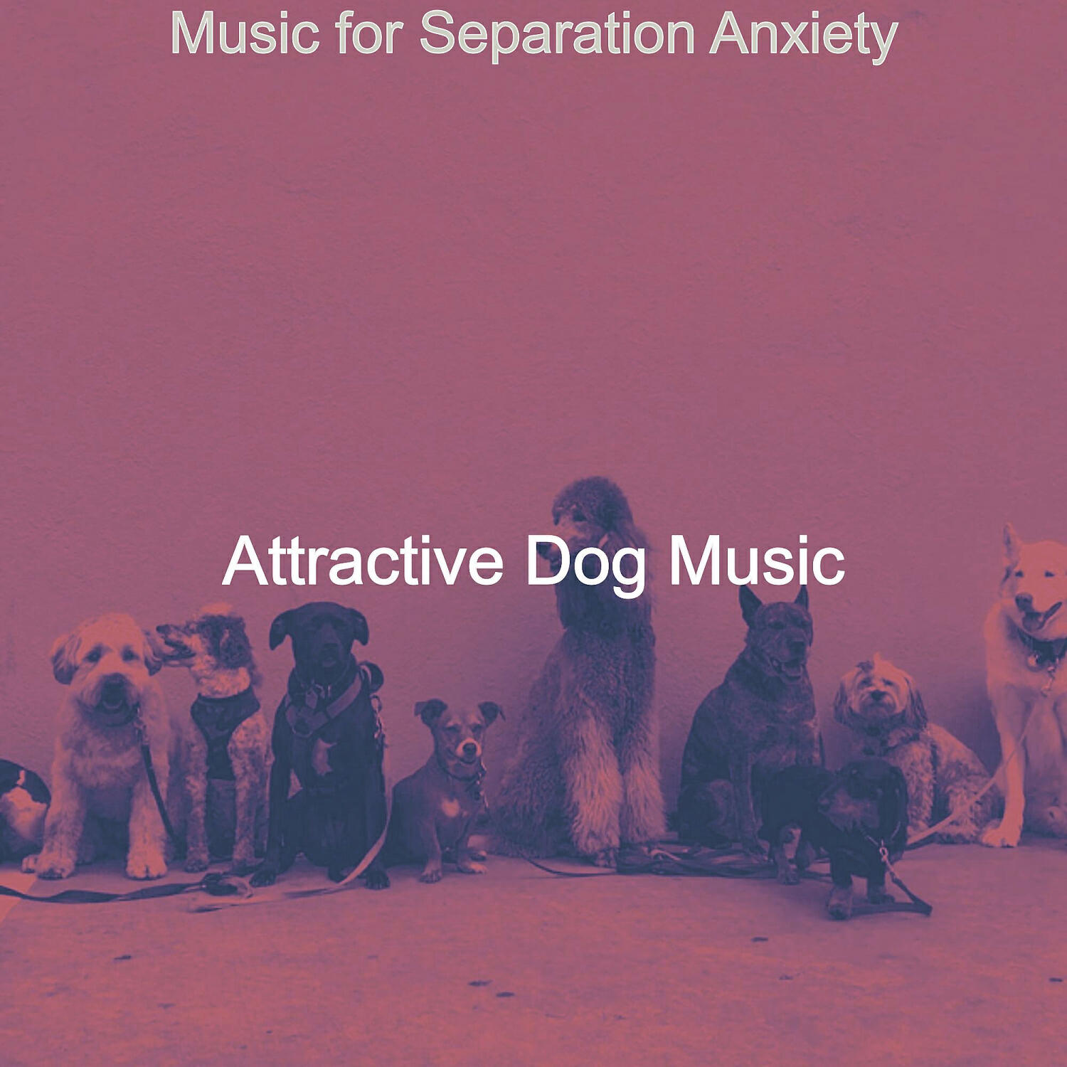Attractive Dog Music - Piano Jazz Soundtrack for Resting Dogs