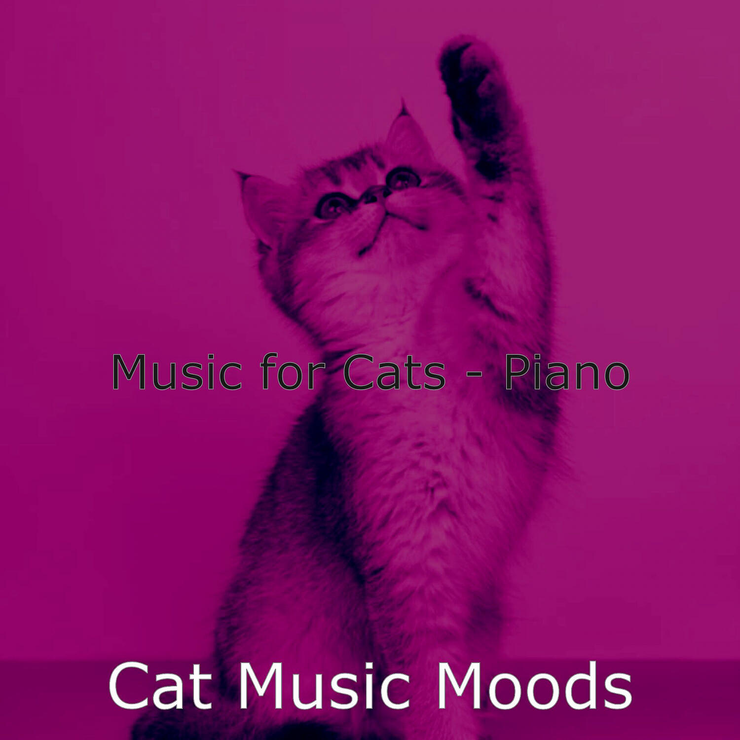 Cat Music Moods - Contemporary Backdrops for Cute Cats