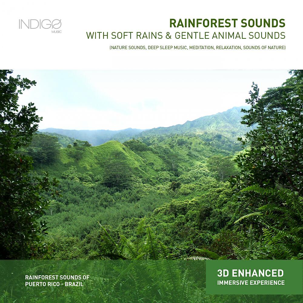 Roberto Aval - Rainforests 1 - Morning Light In El Junque, Puerto Rico
