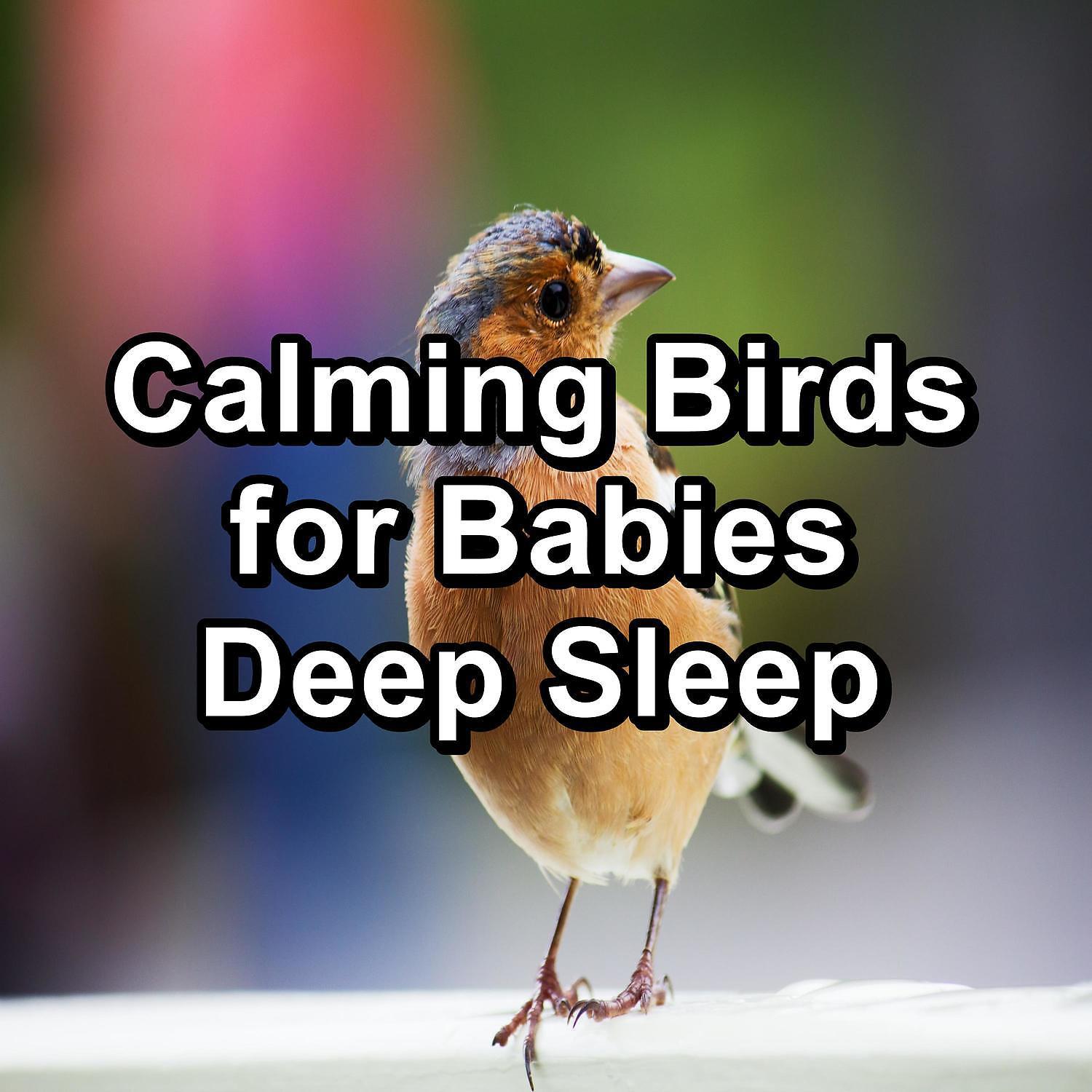 Постер альбома Calming Birds for Babies Deep Sleep