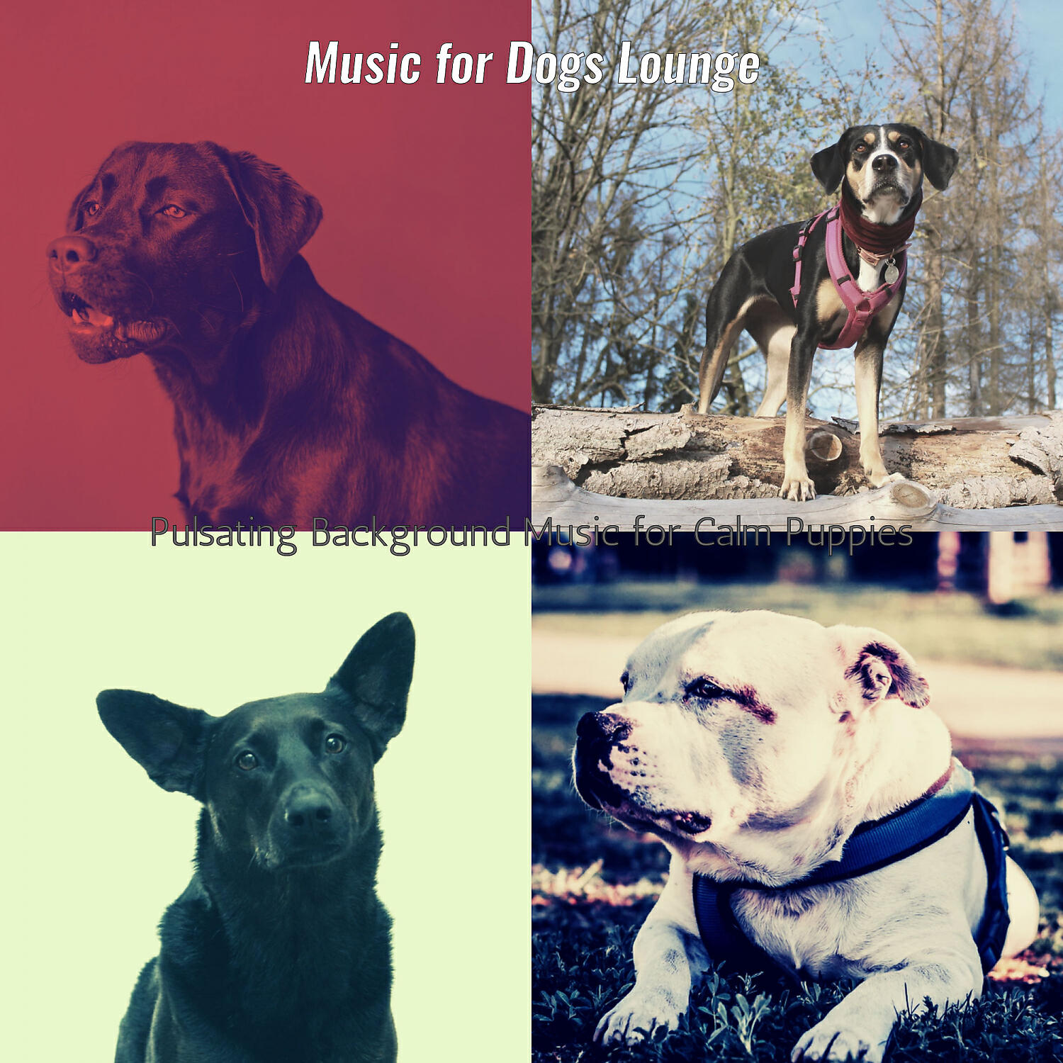 Music for Dogs Lounge - Easy Listening Acoustic Guitar Soundtrack for Walking the Dog