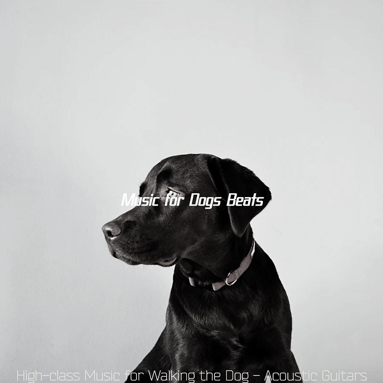 Music for Dogs Beats - Inspiring Moods for Doggy Training