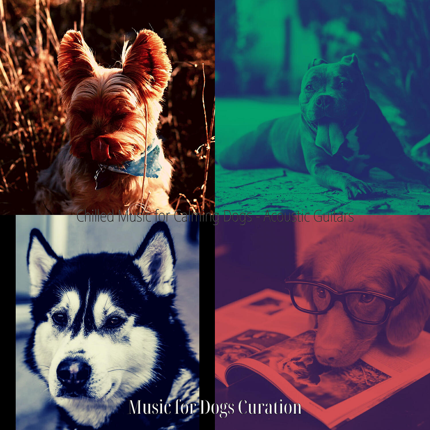 Music for Dogs Curation - Vibrant Guitar Solos - Vibe for Walking the Dog