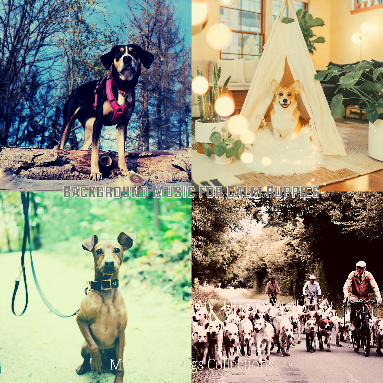 Music for Dogs Collections - Magical Ambience for Calm Puppies