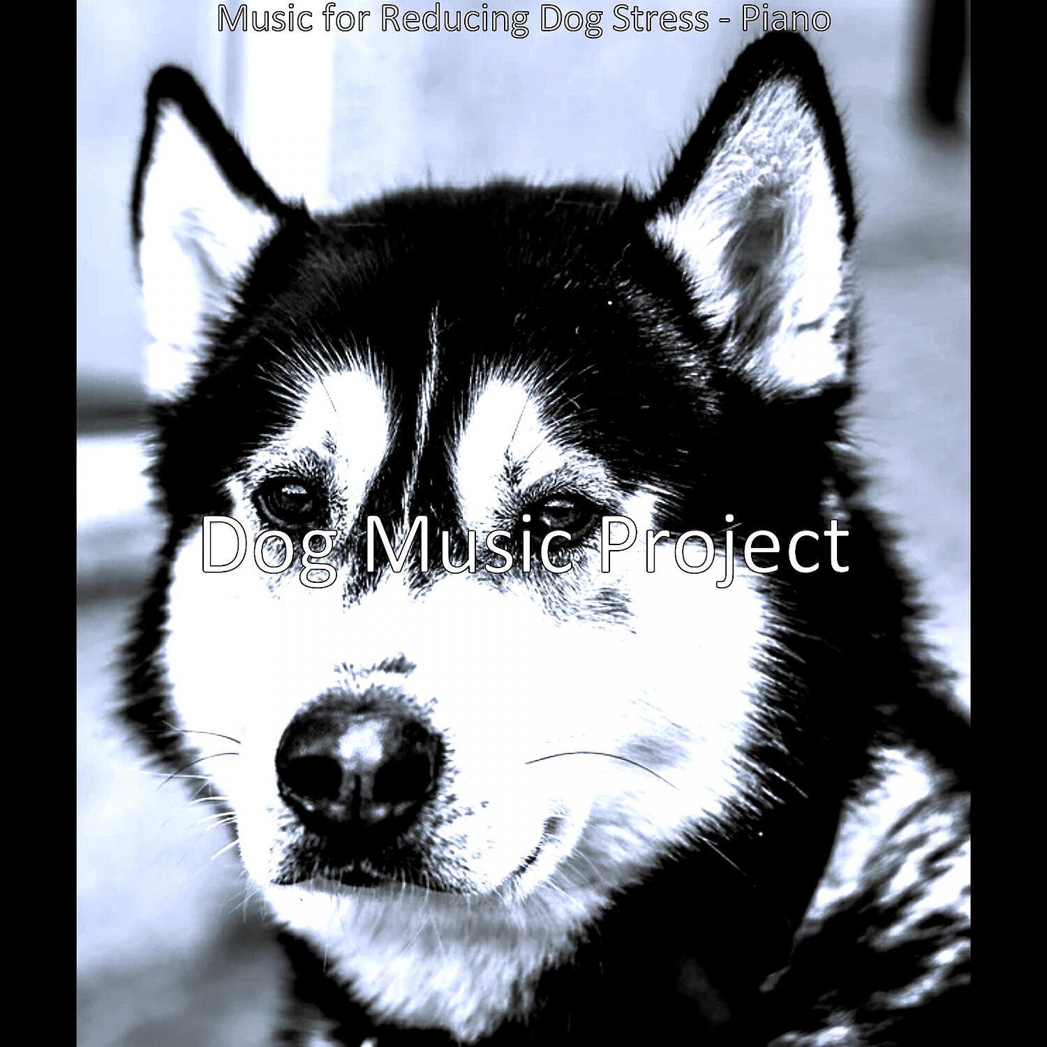 Dog Music Project - Spirited Solo Piano Jazz - Vibe for Cute Dogs