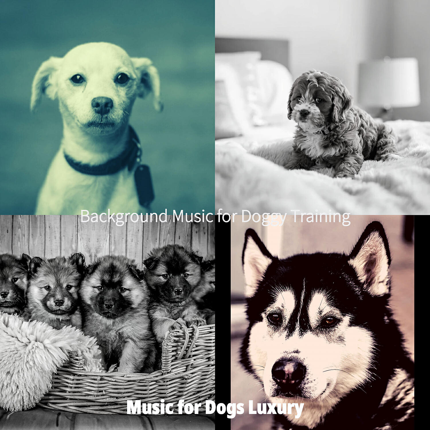 Music for Dogs Luxury - Sensational Music for Echos