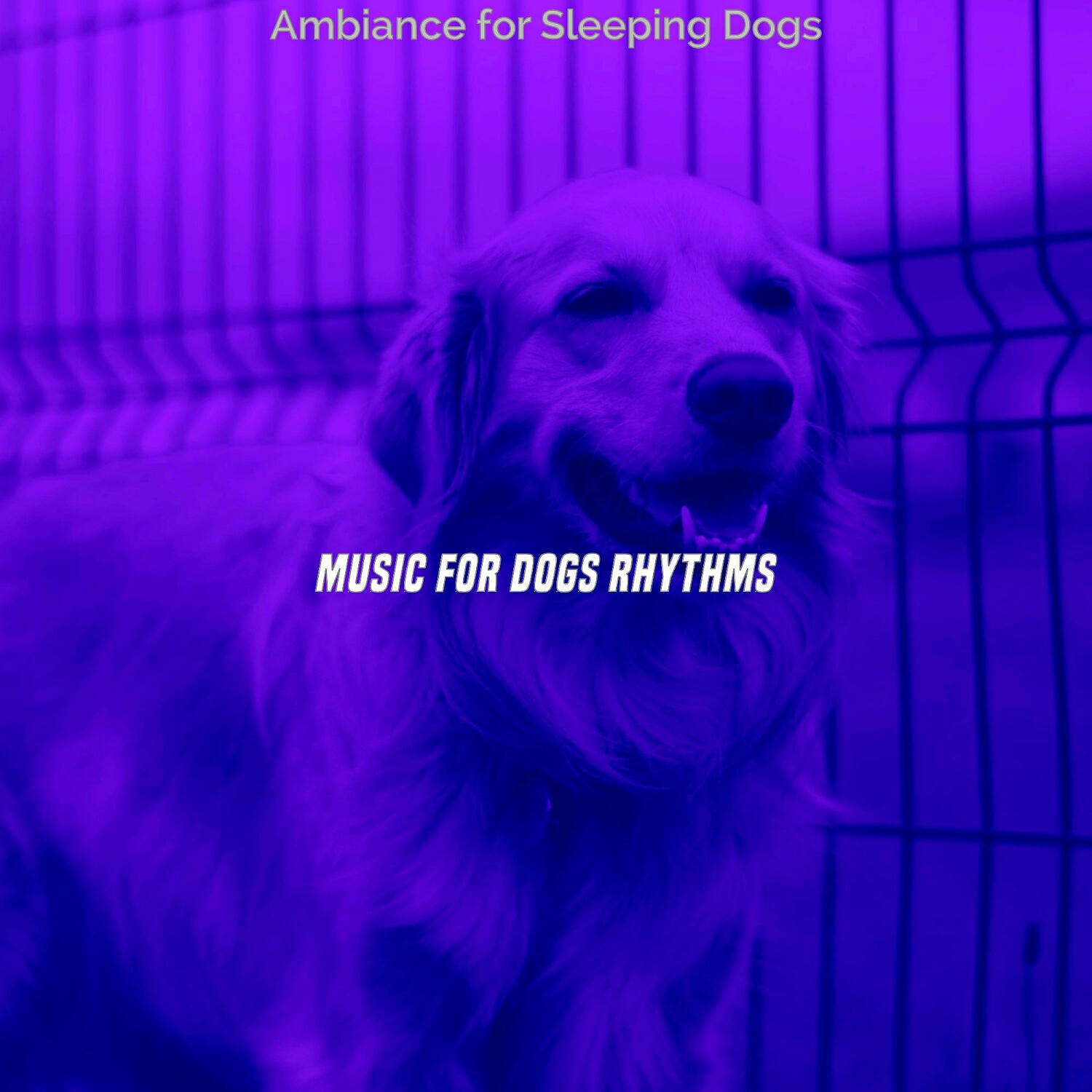 Music for Dogs Rhythms - Smooth Jazz Guitar Trio - Vibe for Sleeping Dogs