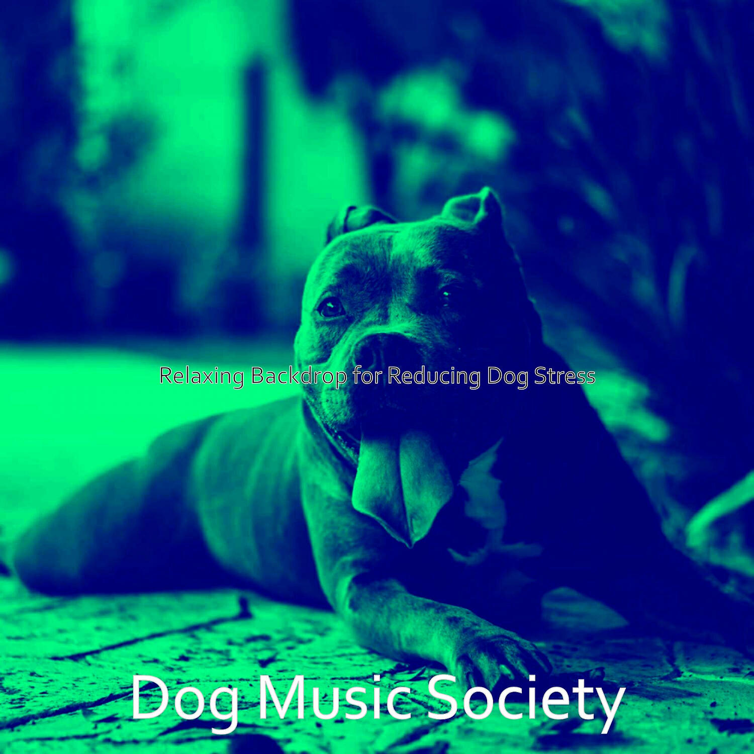 Dog Music Society - Wicked Reducing Dog Stress