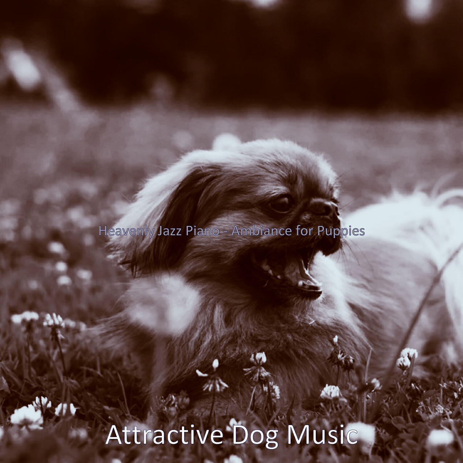Attractive Dog Music - Astounding Music for Echo