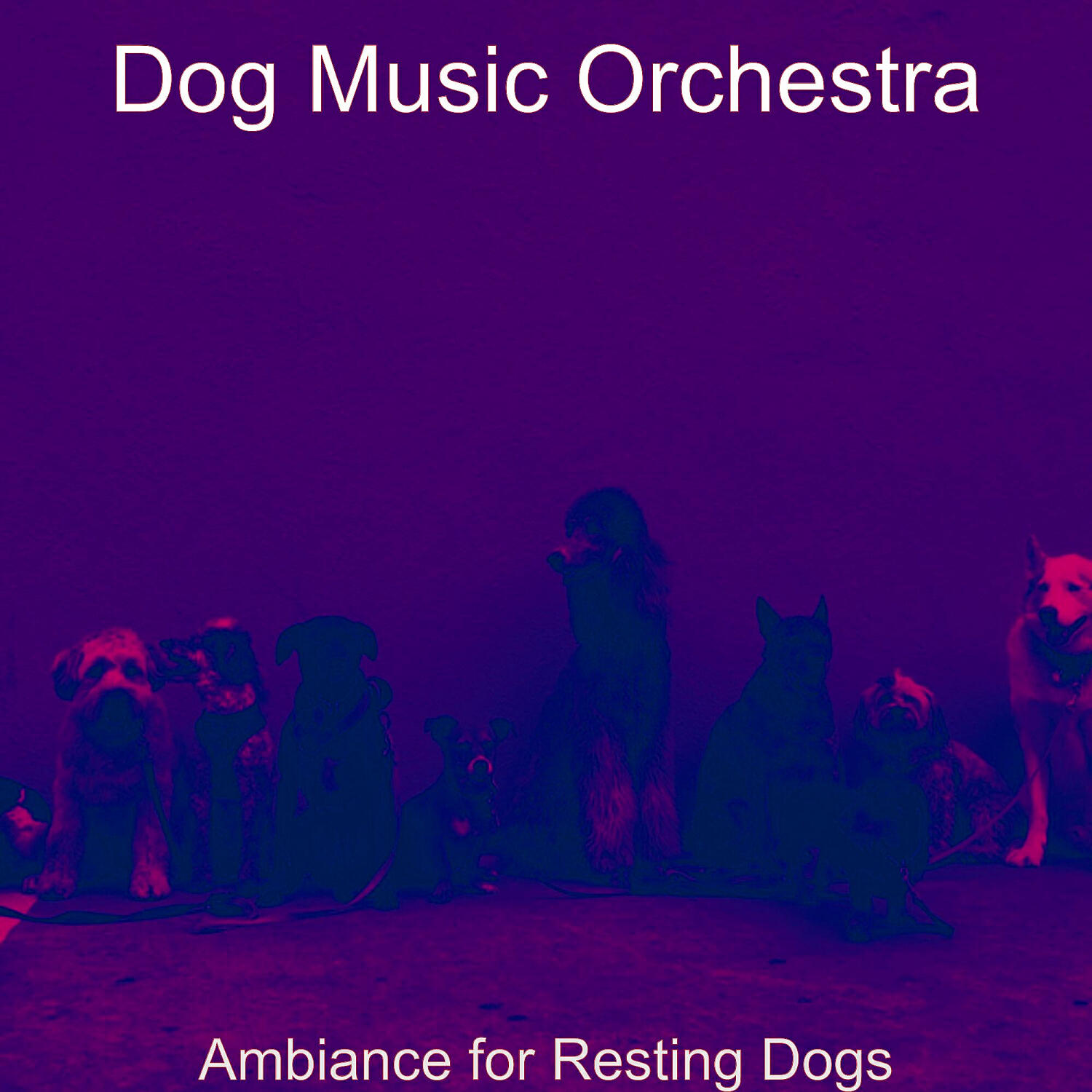 Dog Music Orchestra - Smart Reducing Dog Stress
