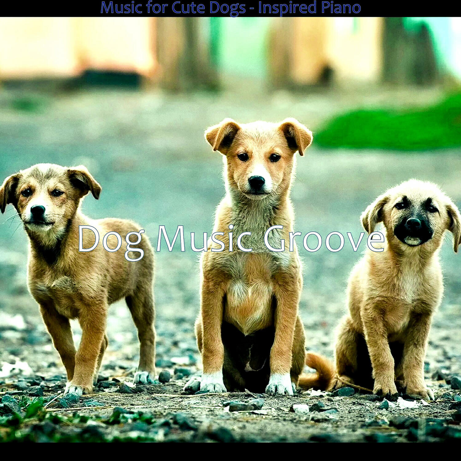 Dog Music Groove - Calm Doggy Training