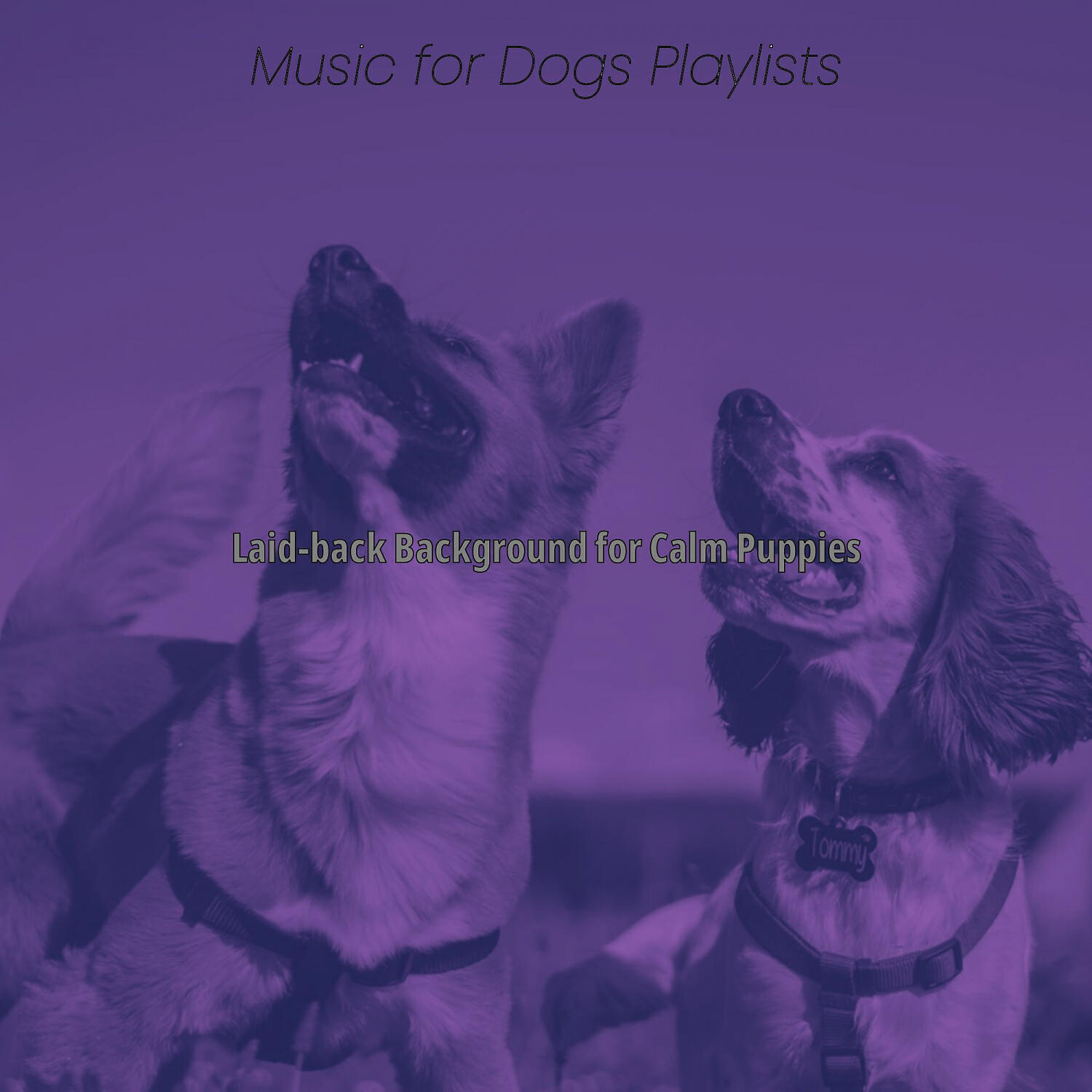 Music for Dogs Playlists - Exquisite Music for Relaxing Pups