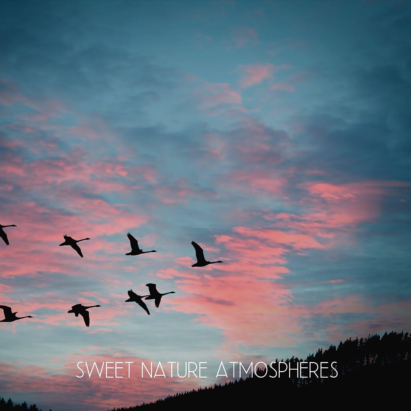 Nature Sound Collection - Desert Morning Bird Chorus (Clear Vision and Positive Vibration)
