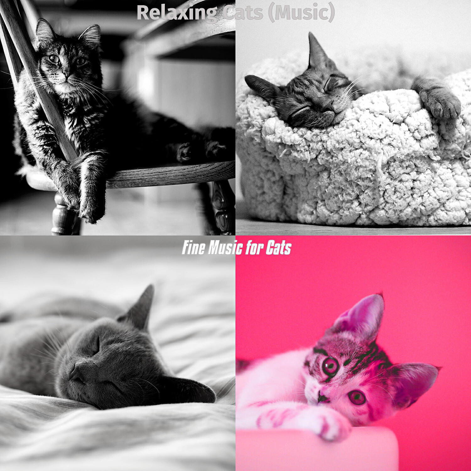 Fine Music for Cats - Cuddly - Music
