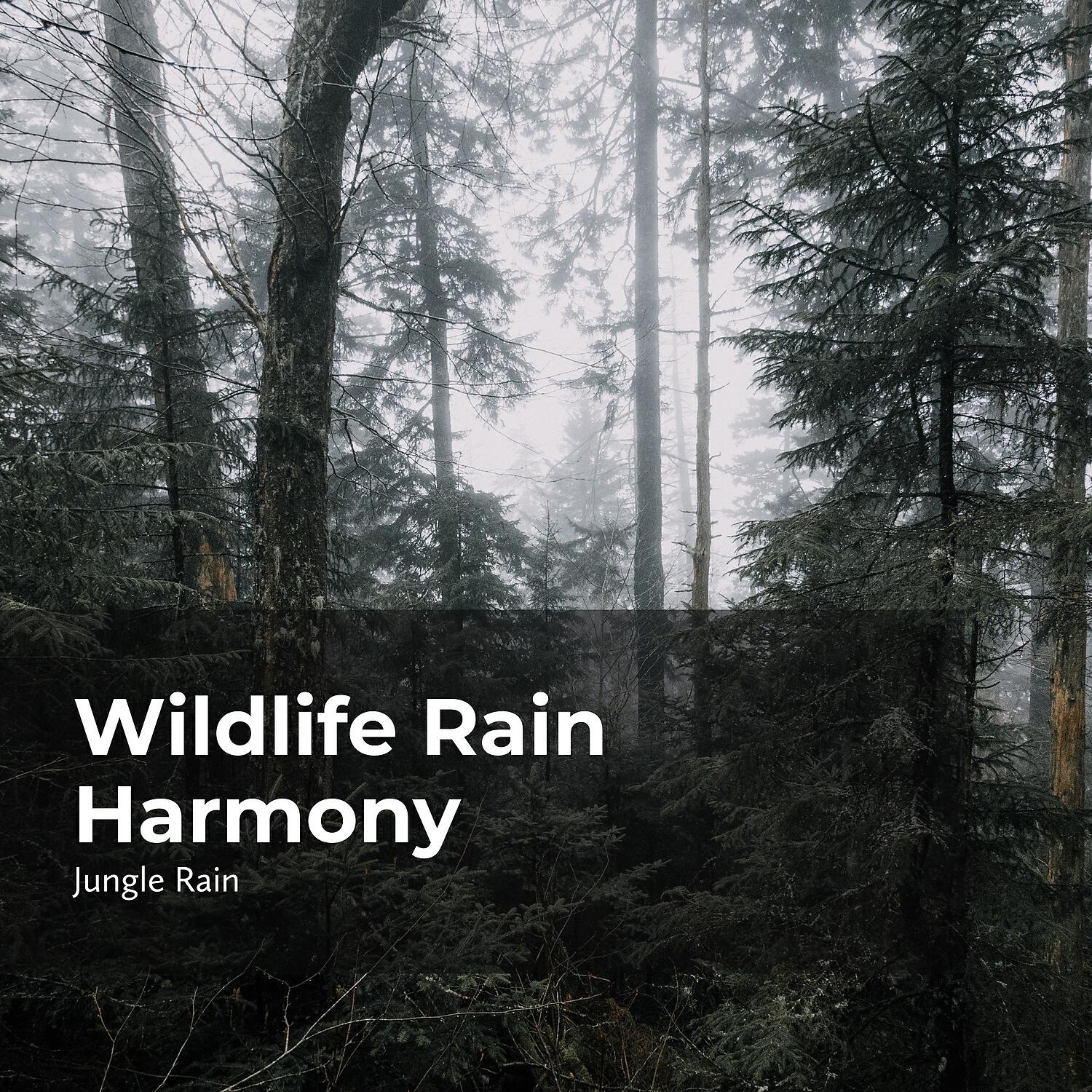 Nature and Rain - Bushy Dense Jungle