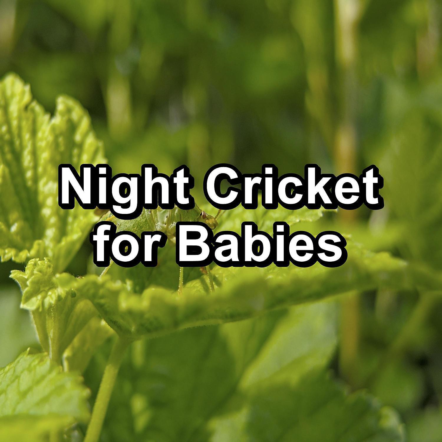 Постер альбома Night Cricket for Babies