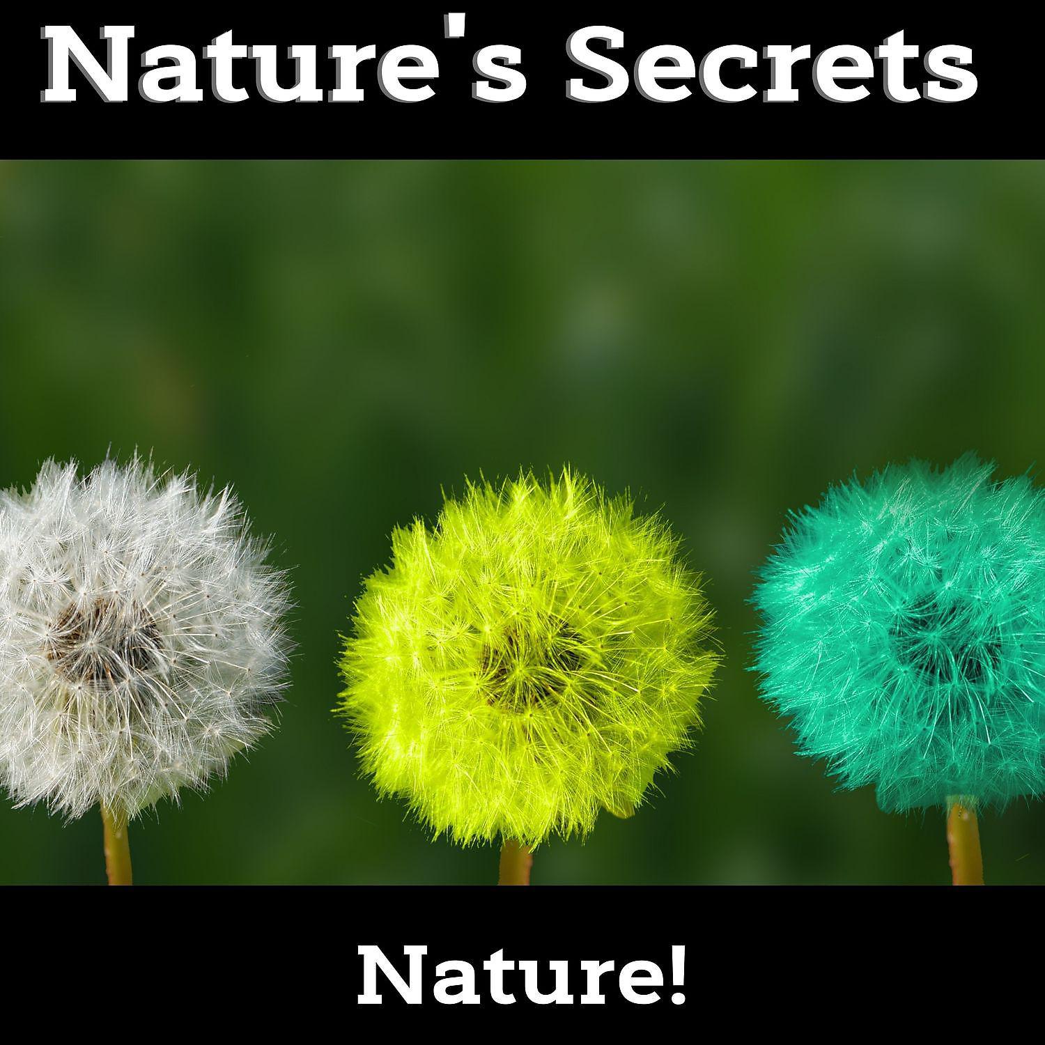 Постер альбома Nature's Secrets - Calming Music