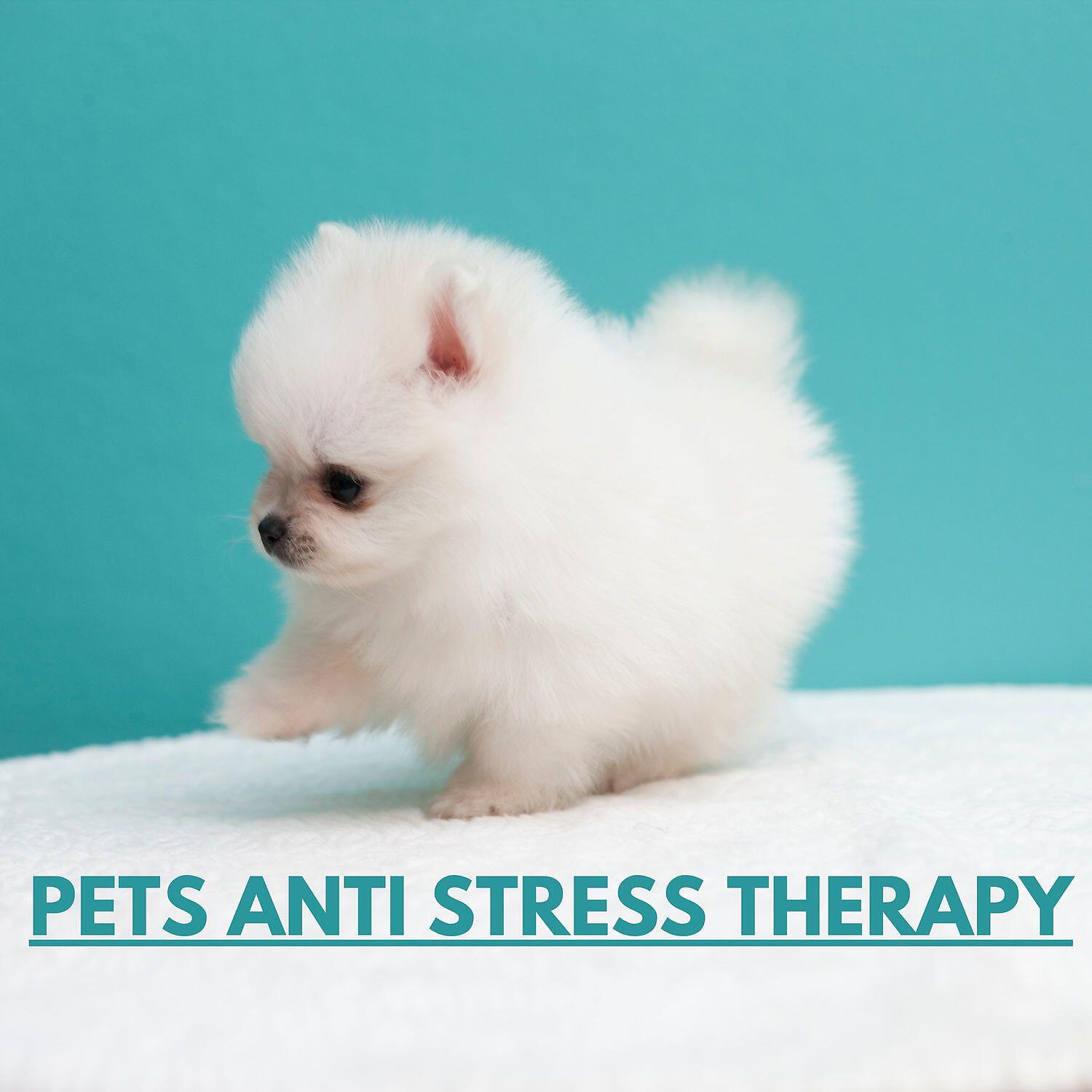 Pet Care Club - Laid Back Pause