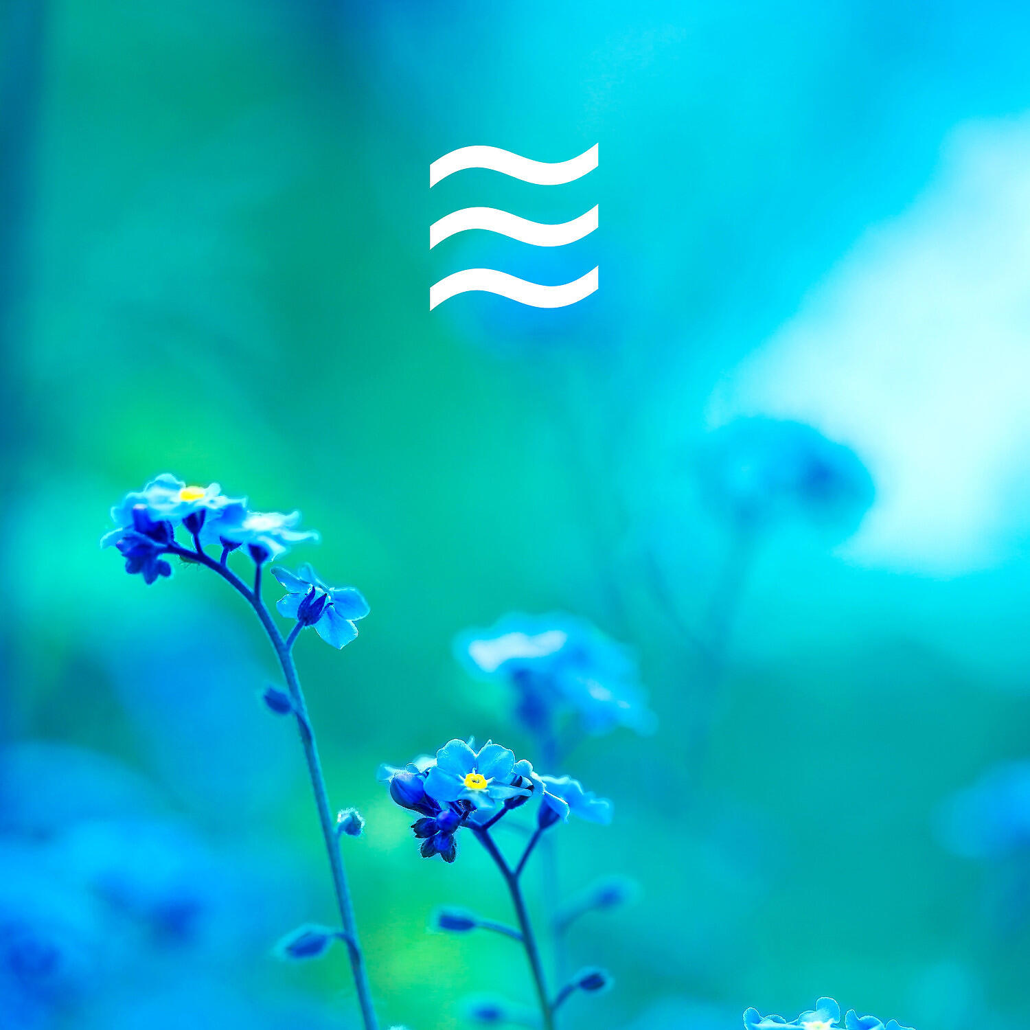 Calmful White Noise and Forest Sounds - Enjoyful Soft Noise with Calm Forest