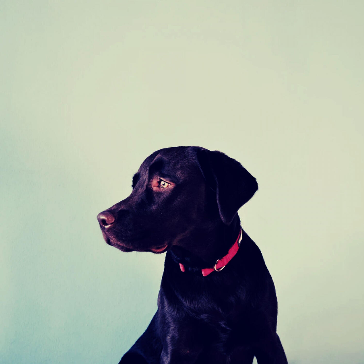 Attractive Piano Music for Dogs - Remarkable Music for Background Music