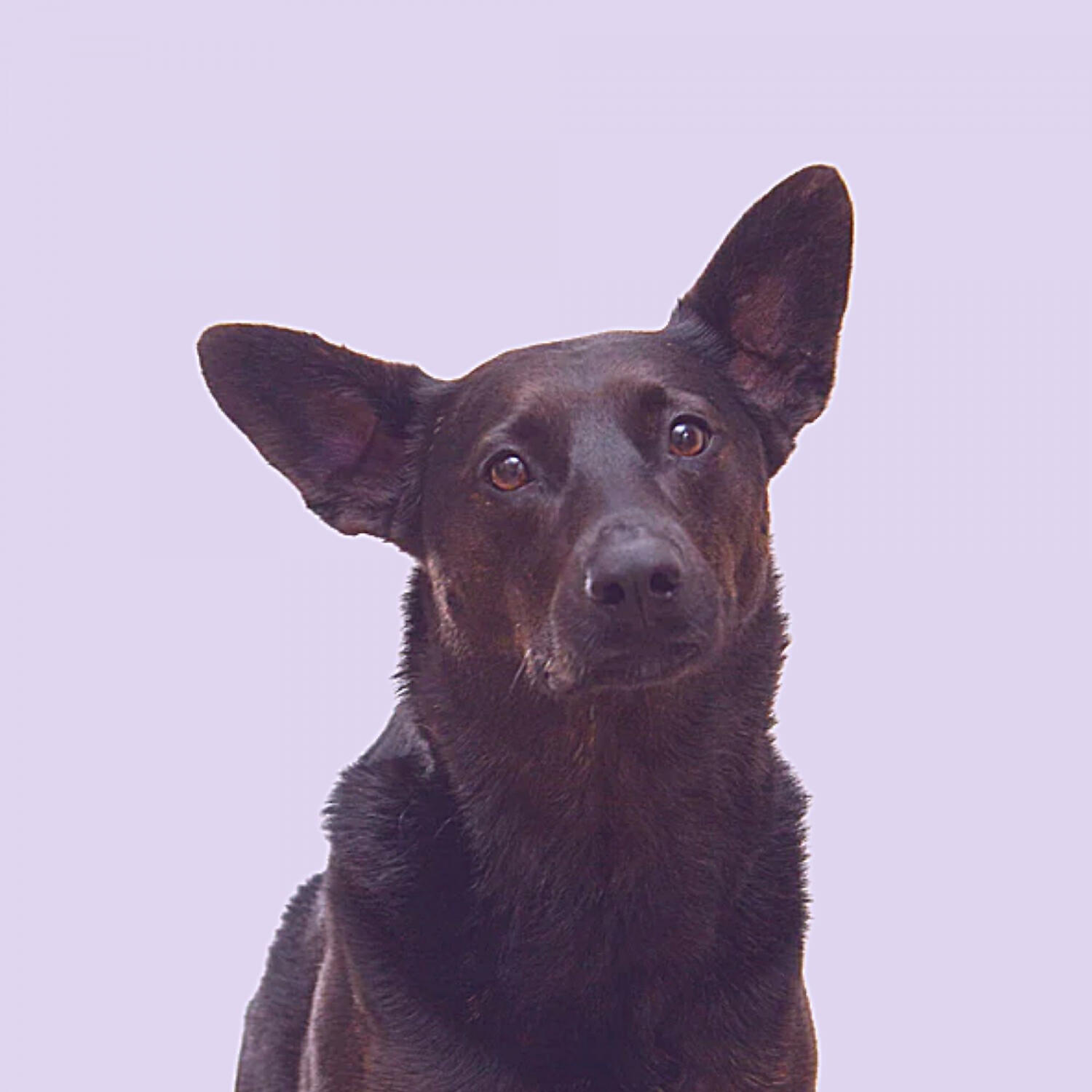 Piano Music for Dogs Ambience - Wicked Moods for Dog Separation Anxiety