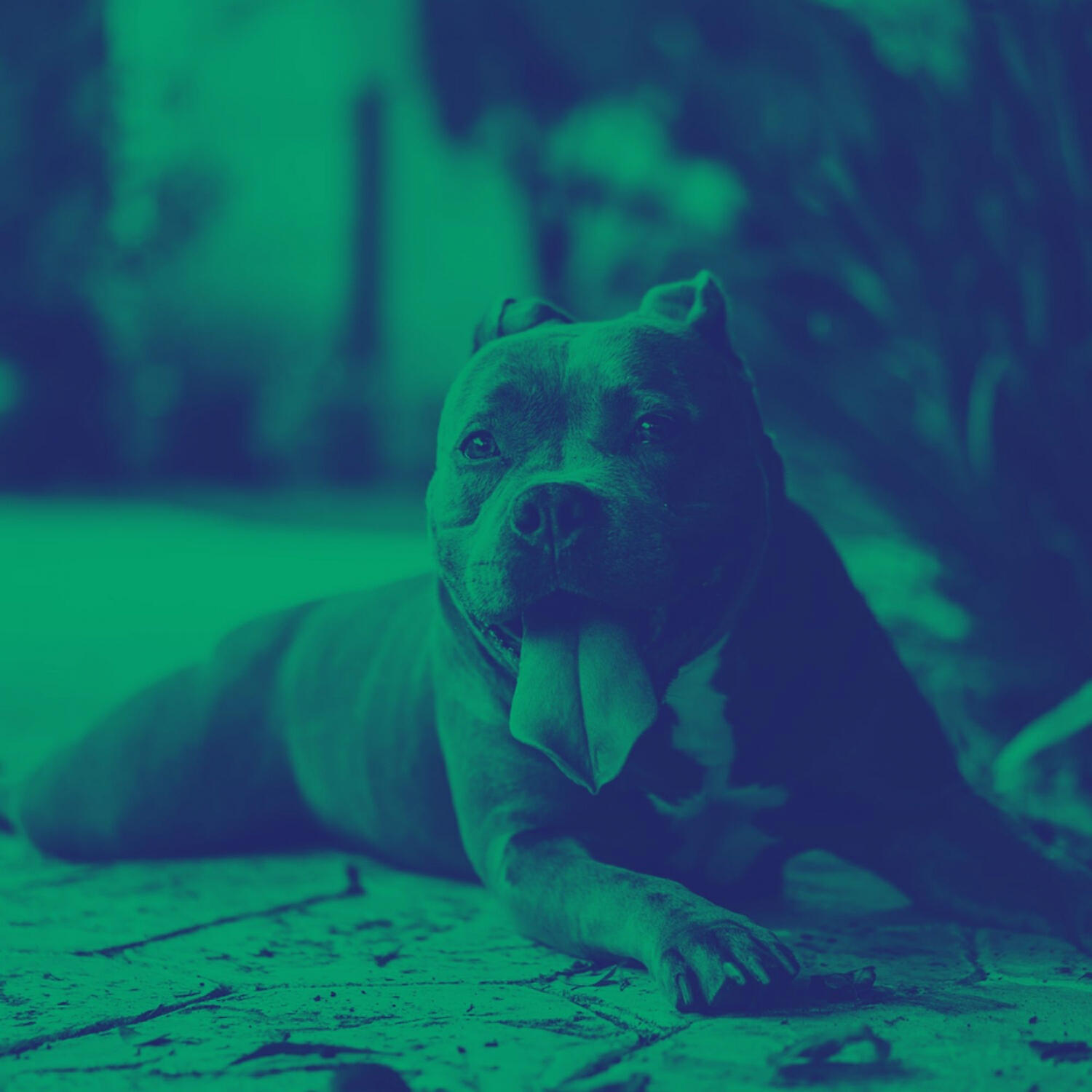 Beautiful Piano Music for Dogs - Contemporary Ambience for Dog Separation Anxiety