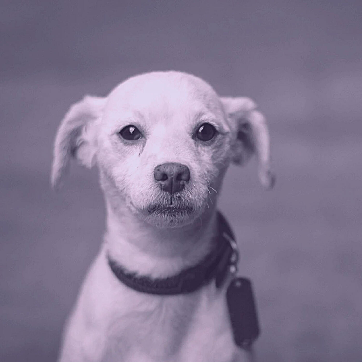 Piano Music for Dogs Society - Carefree Ambience for Calming Dogs