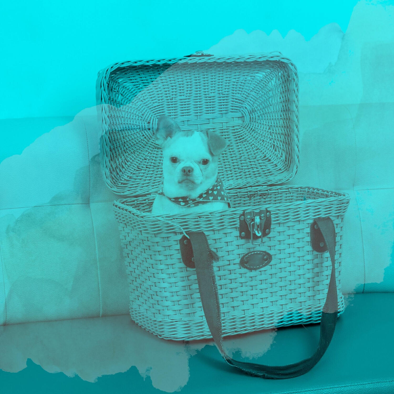 Calm Dog Music Seduction - Sprightly Solo Piano Jazz - Vibe for Cute Dogs